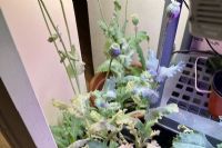 Saisie d'opium sur la rue Bowen